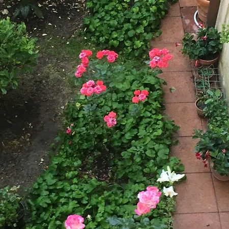 Fleurs